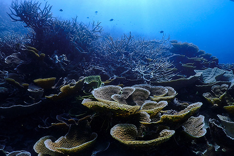 Great Barrier Reef