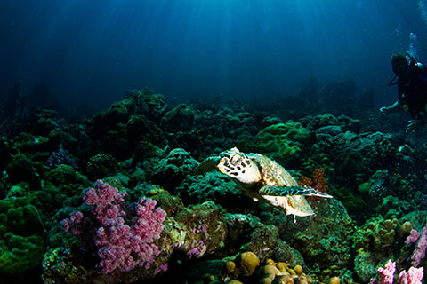 Coral and Sea Turtle